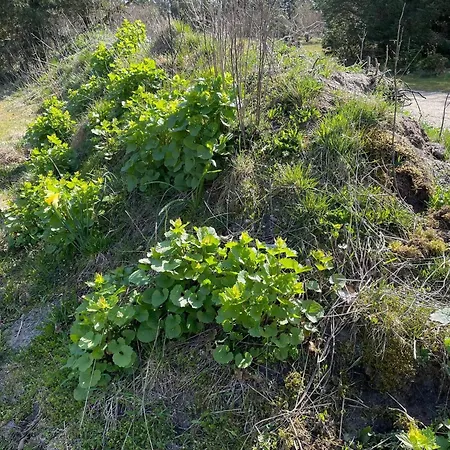 6 Person In Pandrup-by Traum *